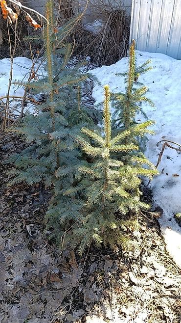 Ель колючая (Picea pungens, «голубая ель») — саженцы цена: 1.20 м 7000 at lalafo.kg Ель колючая (Picea pungens, «голубая ель») — саженцы цена: 1.20 м 7000
