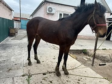 бойка лошадь: Продаю | Конь (самец) | Полукровка | Рабочий — 1