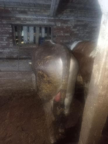 черный ангус цена: Продаю | Бык (самец) | На откорм | Привязанные — 4