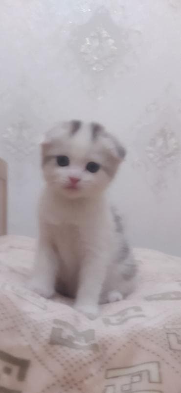 шотлан: Шотландский вислоухий котёнок (Scottish Fold) - Окрас: бело-серый, с — 4