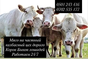 где купить утят: Колбасный цех : Коровы, быки, | Круглосуточно — 1