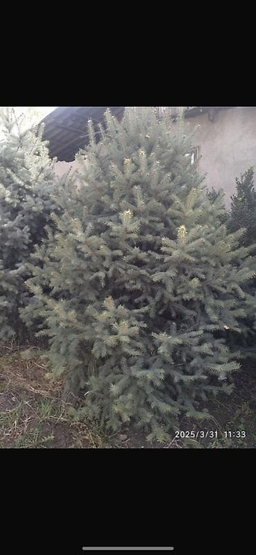 дерево береза: Ель колючая (Picea pungens, голубая ель) — саженцы разных размеров. - — 3