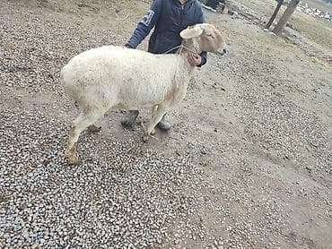 Баран, овца: Продаю | Овца (самка) | На забой — 2