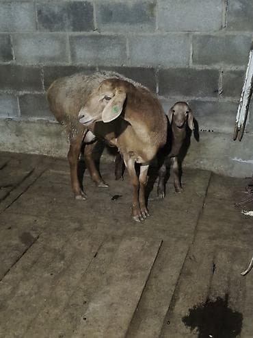 коровы бык: Продаю | Овца (самка) | Для разведения | Ягнившаяся — 3