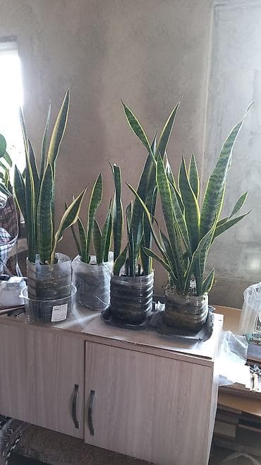 Үй жана бакча: Сенсивьерия (Тещин язык) . Неприхотливый цветок. Растёт на солнце и в — 2