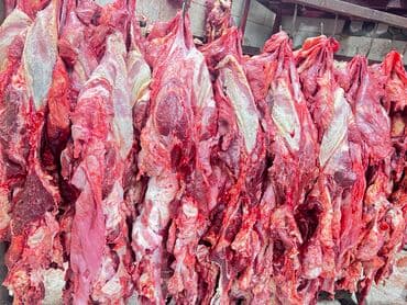 цены на мясо в бишкеке 2022: Мясо мясо мясоо. Продаются головное мясо Халал 💯 круговой целиком — 5