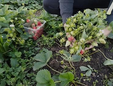 рыба купить: Продаю росаду клубники сорт МУРАНО долгогайшый очень урожайный вкусный — 4
