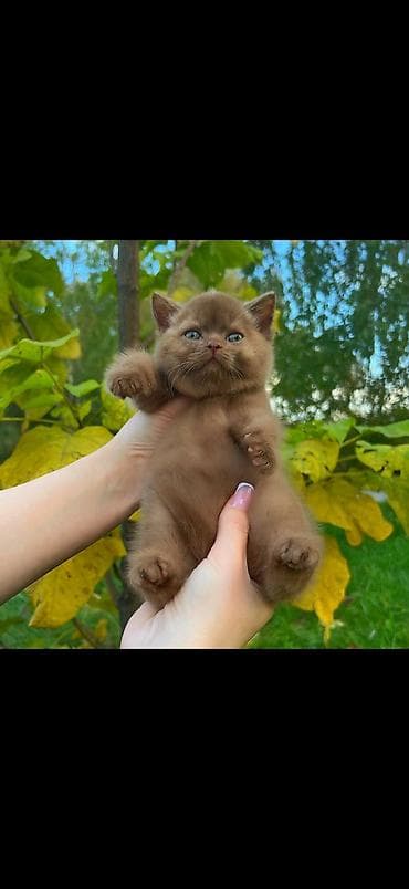 карманные собаки: Британская короткошёрстная, 2 месяца, Мальчик, Голубой — 2