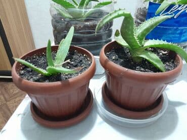 лимон цветы: Алоэ вера (Aloe vera) — суккулентное травянистое растение, вид рода — 2