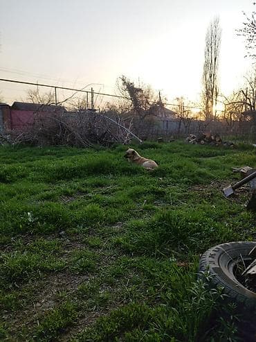 Жер тилкелери: 15 соток, Бизнес үчүн, Кызыл китеп — 6