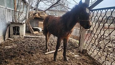 ат байтал: Продаю | Жеребенок | Для разведения — 3