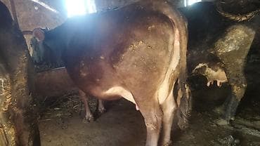 швиц порода: Продаю | Корова (самка) | Для молока — 1