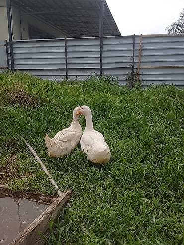 голуби голубей птицы: Домашние утки белой породы (2 головы) - Окрас: белый, клюв и лапы — 3
