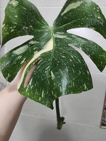 принцесса: Монстера Тайское Созвездие черенки 1200 Монстера Альба черенки от — 2