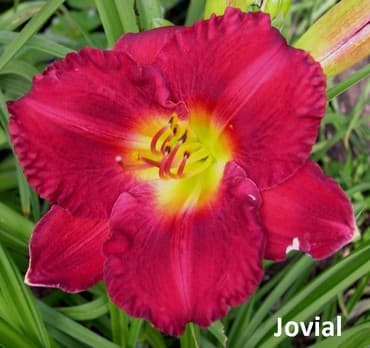 такие цветы: Луковицы цветка: Лилейники, Самовывоз — 4