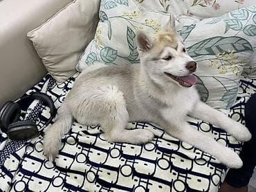 собака самоед: Щенок хаски - kyrgyz kennel club Порода: сибирский хаски - Окрас — 2