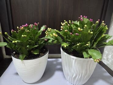 уличные растении: Шлюмбергера (декабрист, рождественский кактус) в горшке. - — 2