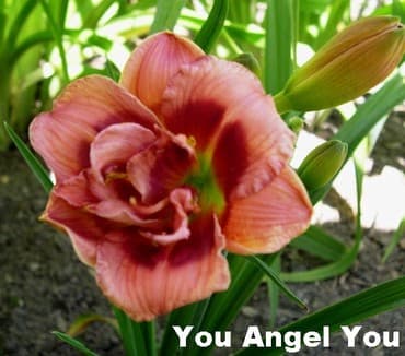 Все для дома и сада: Луковицы цветка: Лилейники, Самовывоз — 1