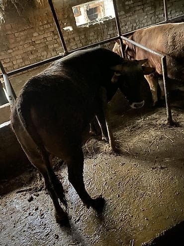 кукуруза семина: Продаю | Бык (самец) | Полукровка | На откорм | Привязанные — 2