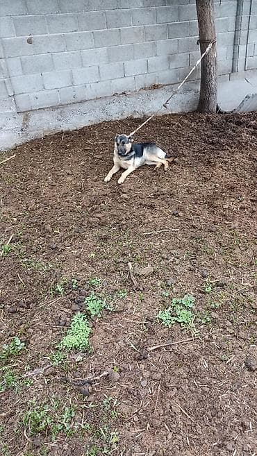 немецкие овчарки щенок: Немецкая овчарка, взрослый кобель. Классический чёрно-подпалый окрас — 2