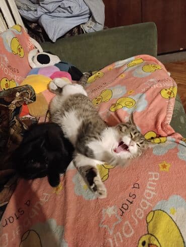 американская енотовая кошка: 5 месяцев, Мальчик — 14