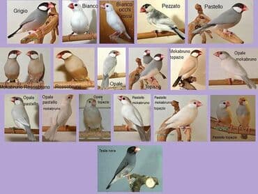 попугай неразлучник купить: Рисовые амадины, или рисовки – достаточно неприхотливы в содержании — 4