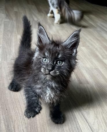 коты белый: Мейн-кун котёнок, окрас чёрный дым (black smoke). Описание: - Ярко — 5