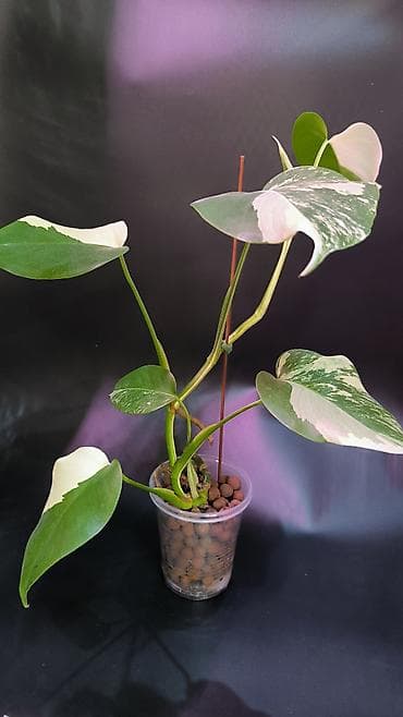 монстера альба купить: Монстера Альба В наличии 2 Монстеры Альбо 1-я на опоре, в — 3