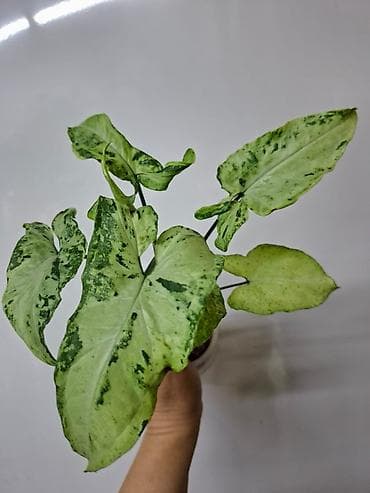 красное дерево: В продаже тайские сингониумы: Сингониум Грин фреклес мутейшн 500 сом — 1