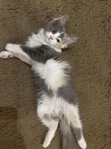 бесплатно кошка: Отдам котенка в хорошие и заботливые руки 🐾 Котенок приучен к лотку — 2