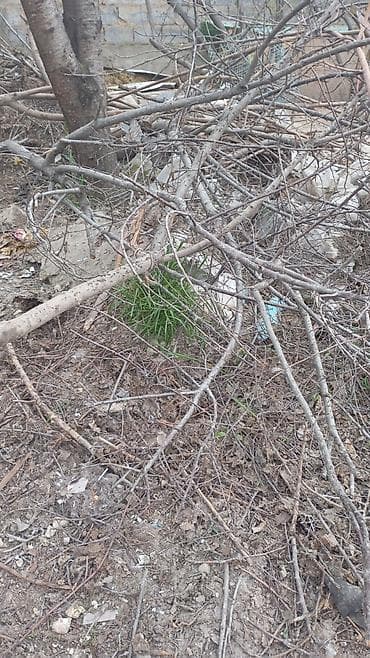 листовая панель: Листы фанеры и деревянные щиты - Материал: древесина/фанера. - В — 1