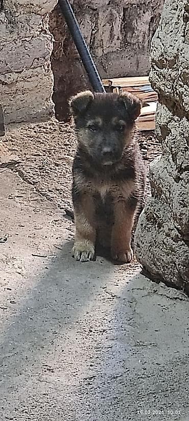 йорки собаки: Щенок, похожий на немецкую овчарку (окрас черно-подпалый). - Возраст — 1