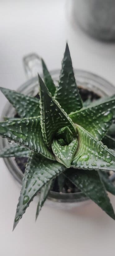 Суккуленты