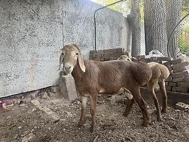 вислоухий баран кролик купить: Продаю | Баран (самец) | Арашан | На забой, Для разведения | Племенные, Осеменитель — 5