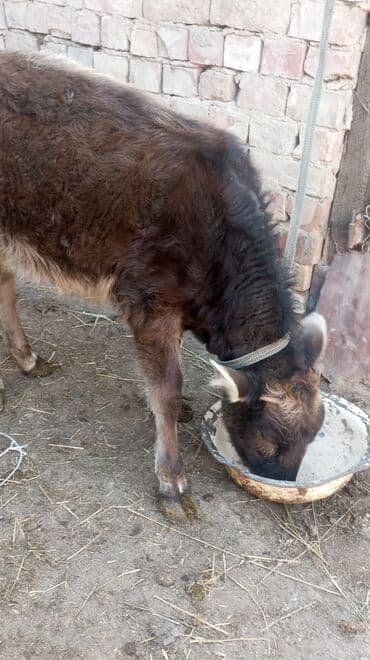 дойних коров: Продаю | Музоо, торпок | На откорм — 7