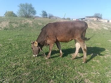 продается кашара: Продаю | Тёлка | Швицкая | Для разведения | Привязанные — 6