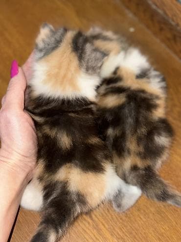 Животные: Чистопородные шотландские котята от красивой привозной пары (Россия) — 7