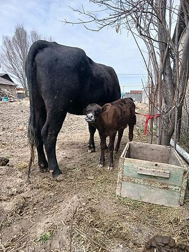 продаю коз: Продаю | Корова (самка) | Для разведения | После отела — 3