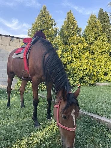 копчёная рыба: Продаю | Кобыла (самка) — 1