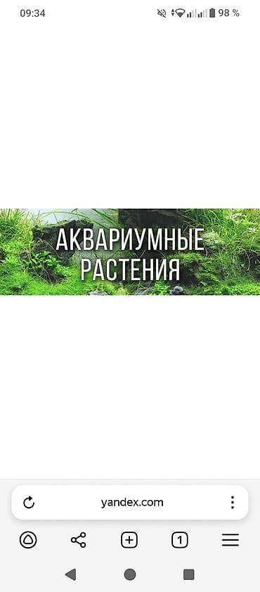 Үй жаныбарлары: Продаю аквариумные растения! Людвигия ползучая — 1