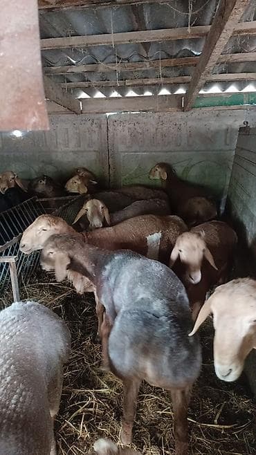 фазаны купить: Продаю | Баран (самец) | Арашан | На забой, Для разведения | Племенные, Осеменитель — 8