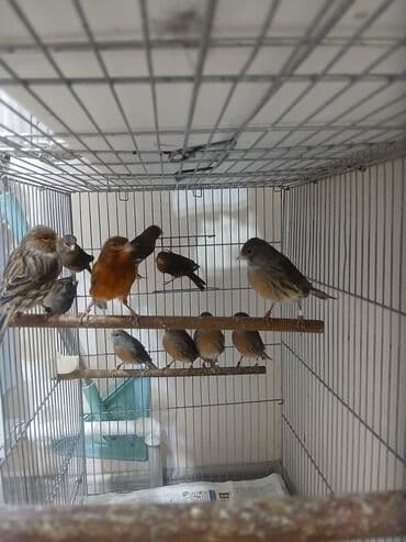 купить несушек курей: Канарейки (разные окрасы) в клетке - Вид: канарейки, несколько особей — 6