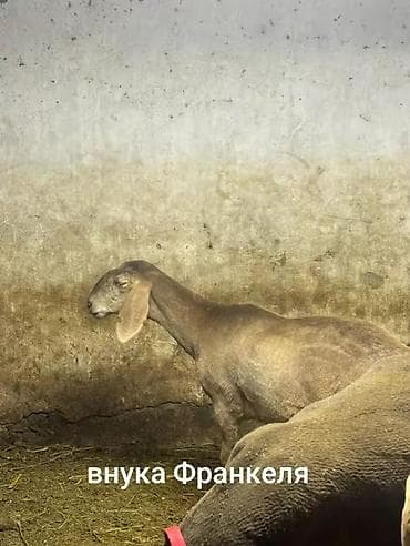 ветклиника томас бишкек: Продаю | Овца (самка) | Эдильбаевская | Для разведения | Племенные — 1