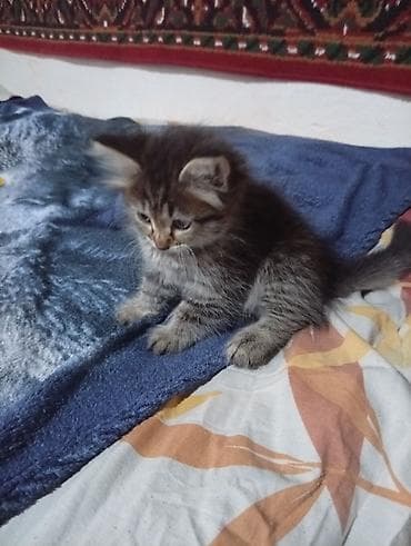 котята простые: Кошка даром: Беспородная, 2 месяца, Девочка — 3