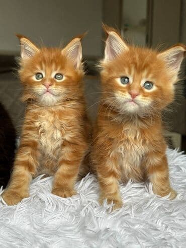 мейн кун бишкек питомник lyubushka купить котенка цена фото: Породистые котята мейн-кун Описание: - Окрас: рыжий (двое котят с — 1