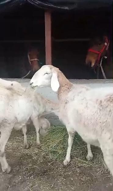 купить барана дорпер: Продаю | Овца (самка) | Для разведения | Племенные — 1