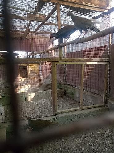 птичий рынок: Продаю молодых серебряных фазанов — 4