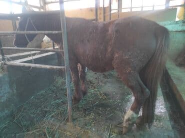 купить хаски чистокровную: Продаю | Кобыла (самка) | На забой — 5