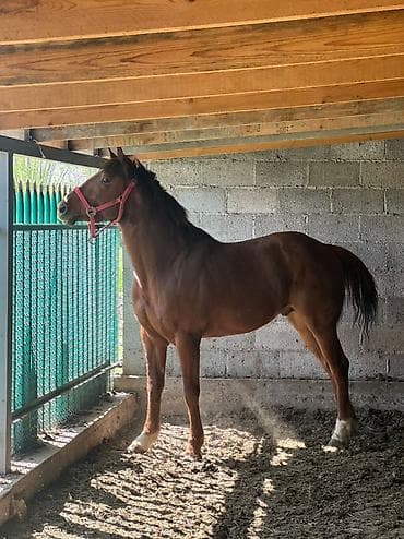 сколько стоит бордер колли: Продаю | Жеребец | Конный спорт — 4