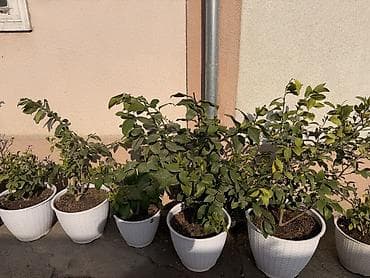 force 41421: Продаются саженцы Лимона 🍋 Описание: - Крепкие молодые растения с — 1